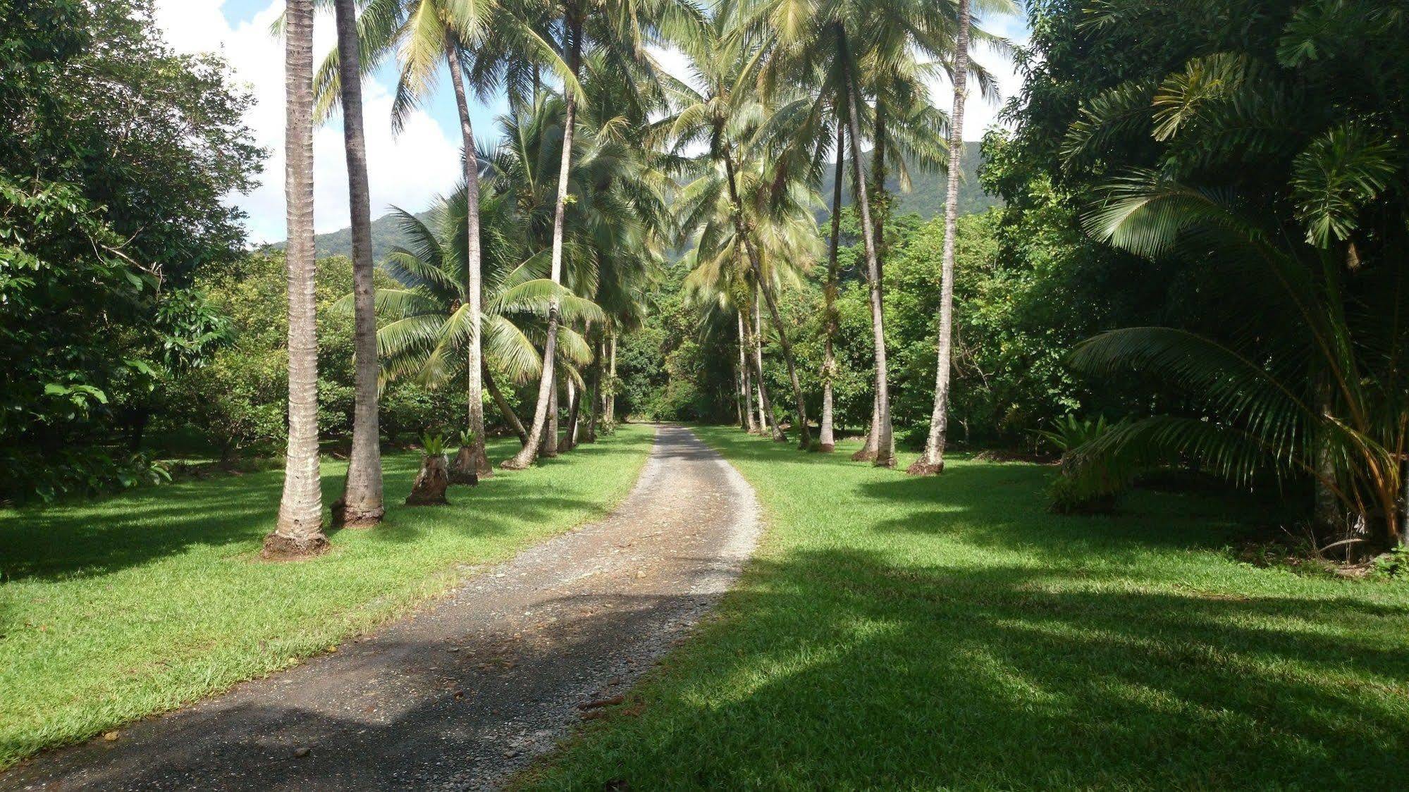 Cape Trib Farm Bed and Breakfast Cape Tribulation Eksteriør billede